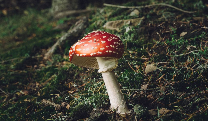 Scheidenpilz – Ursachen und Behandlungsmöglichkeiten